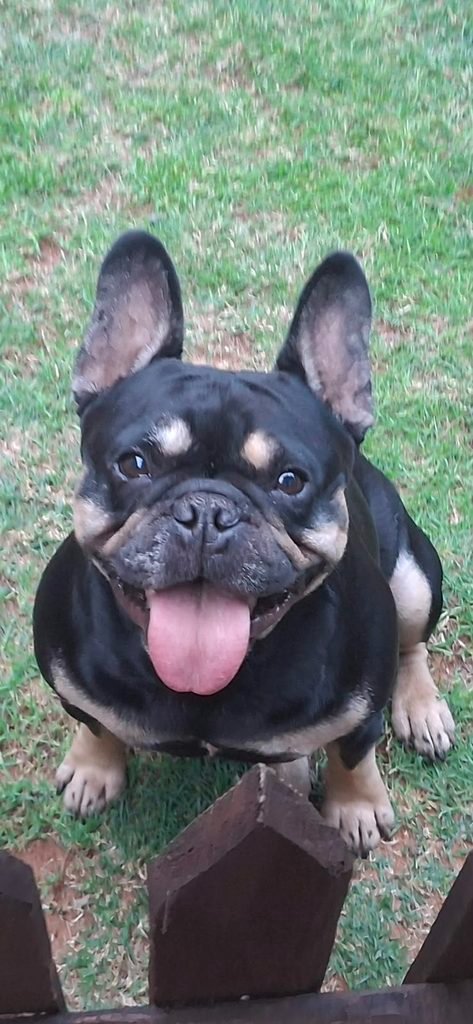 Olly (Oliver), French Bulldog for adoption in Gauteng